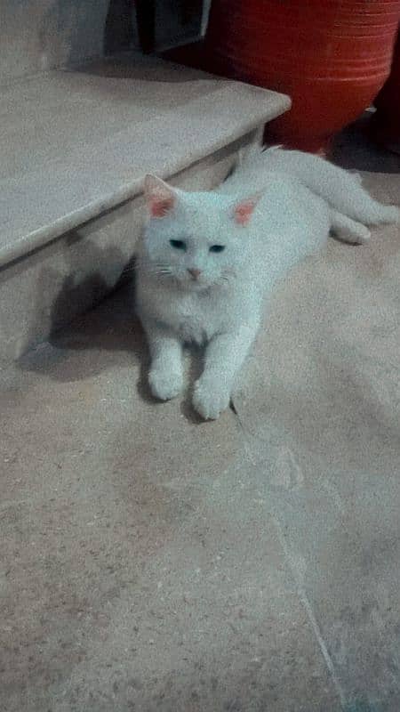 Turkish Angora Female Cat urgent For sale 4