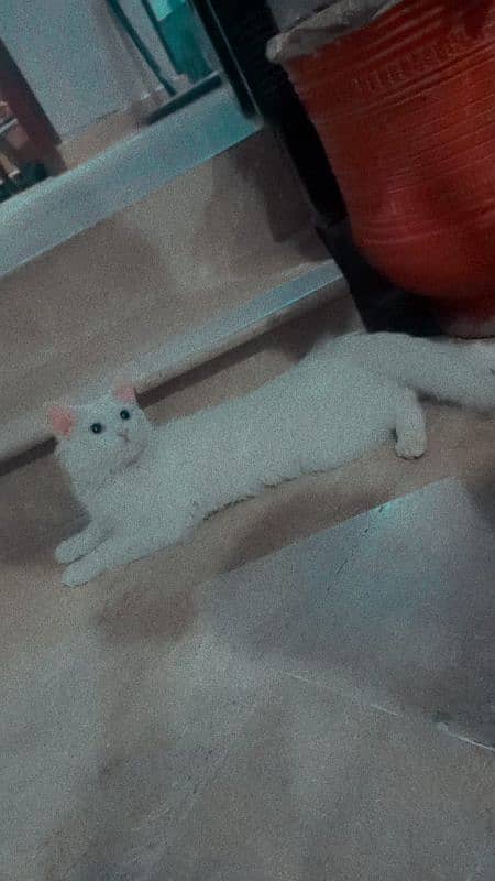 Turkish Angora Female Cat urgent For sale 5