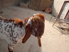 bakra