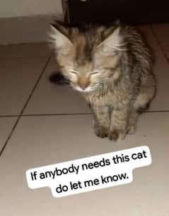 cat for sale