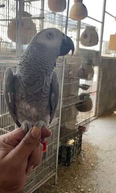 Gray Parrot Tamed 03156376925