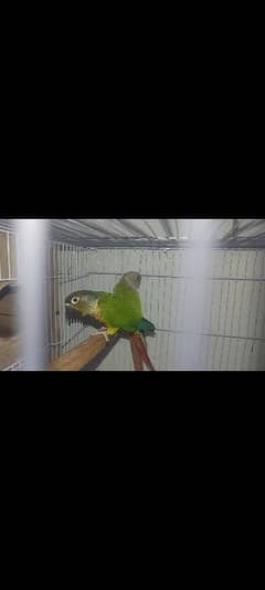 green cheeks conure breeder pair for sale