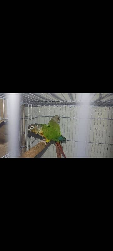 green cheeks conure breeder pair for sale 0