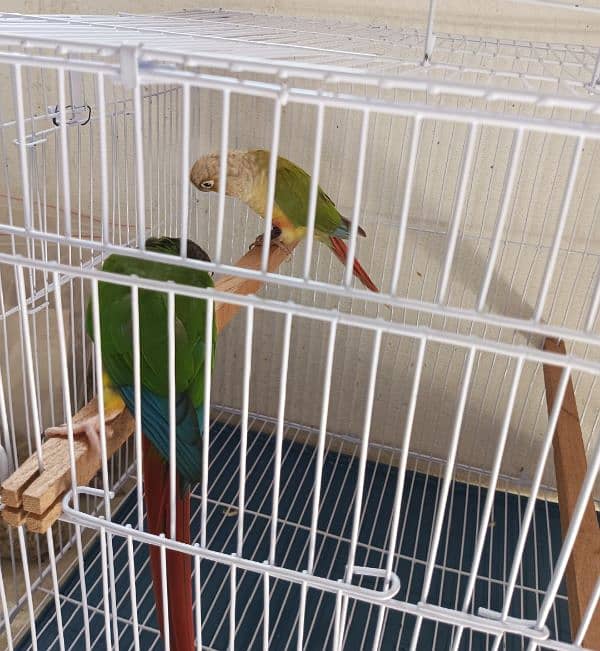 green cheeks conure breeder pair for sale 1