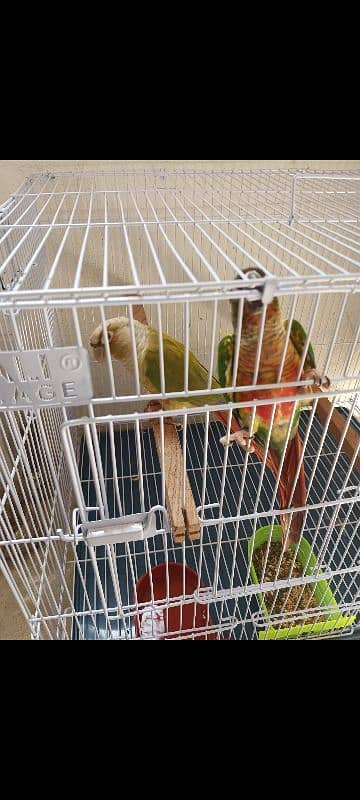 green cheeks conure breeder pair for sale 2