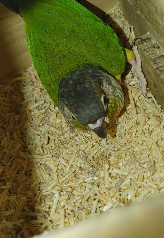 green cheeks conure breeder pair for sale 3