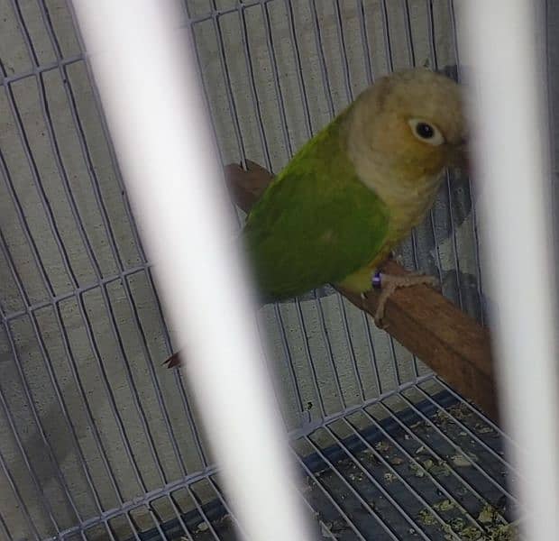 green cheeks conure breeder pair for sale 4