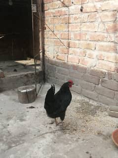 black hen and cage