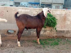 Bakra Ablak Chamba breeder 200% quality