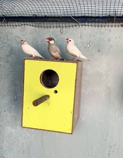 Java Finch pair