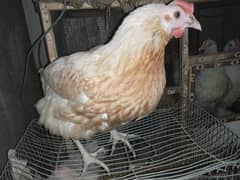 Desi Murgi For Sale
