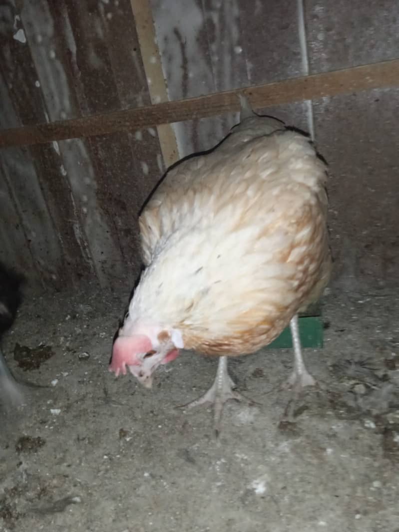 Desi Murgi Hen 2