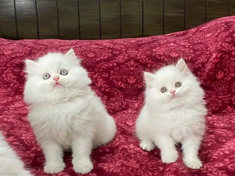 persian kittens triple coat pair for sale contact whatsap 03226531273 4