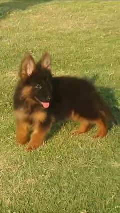 German Shepherd Male For Sale / GSD / Long Coat Puppies