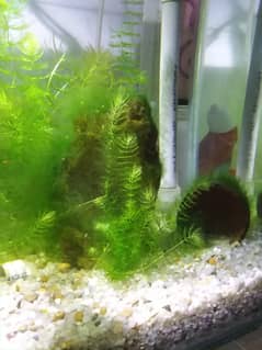 Hornwort Aquarium Plant