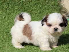 shitzu puppies 03361777030