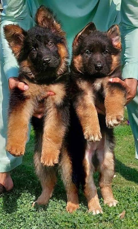 German shepherd puppies 03361777030 0