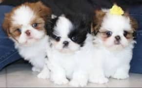 shitzu puppies 03361777030