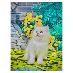 Persian Punch face triple coat cat Kitten