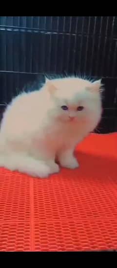 Persian  beautiful cat for sale 0329/70/37/447 my WhatsApp number