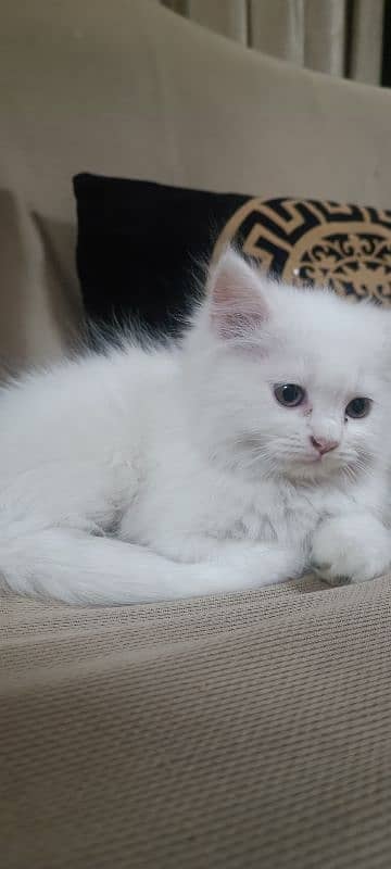 Persian female kitten 0