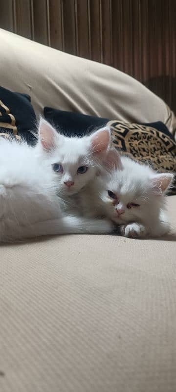 Persian female kitten 3