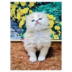 Persian Punch face triple coat cat Kitten