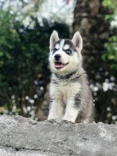 I want to sell Siberian Husky puppies