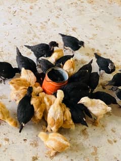 Golden Heavy Buff and Australorp Healthy Chicks | Price Updated |