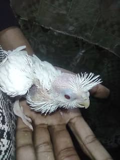 cocktail k baby J's n handtame krna h os k lye bht acha h