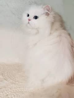 persian cat pragnent ha for sale contact 0345’oo57. o75 whatsapp