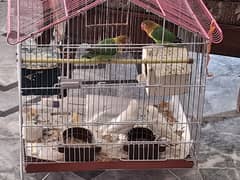 2 Pairs of Love Birds for Sale