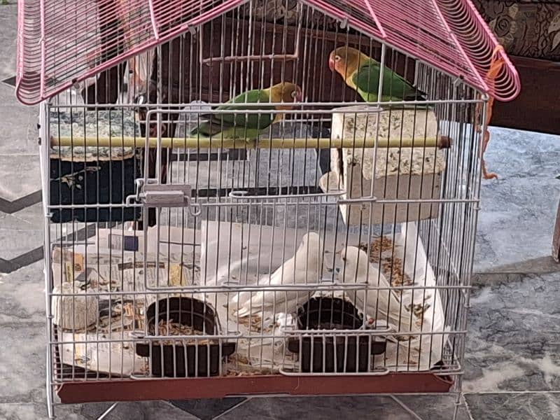 2 Pairs of Love Birds for Sale 0