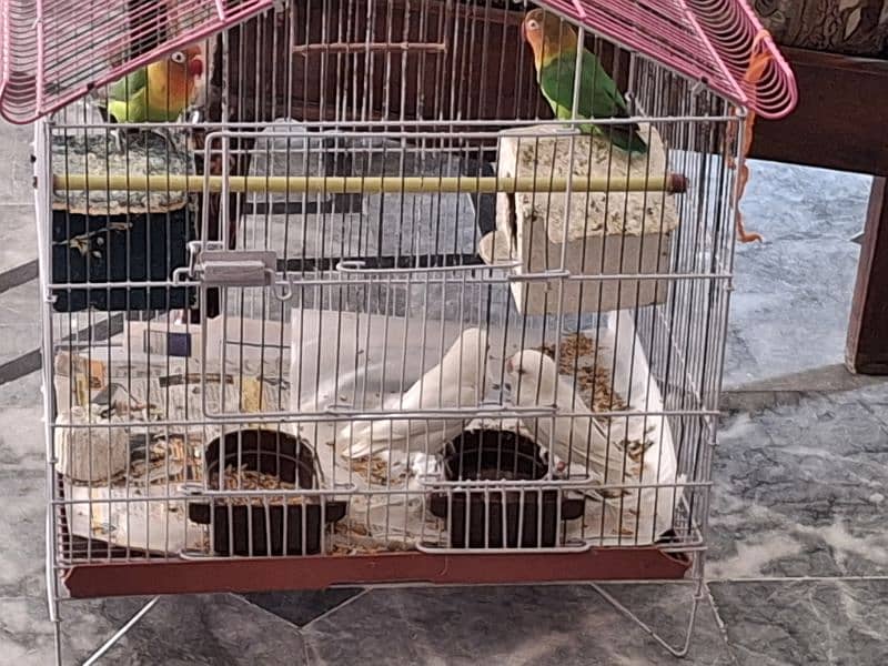 2 Pairs of Love Birds for Sale 1