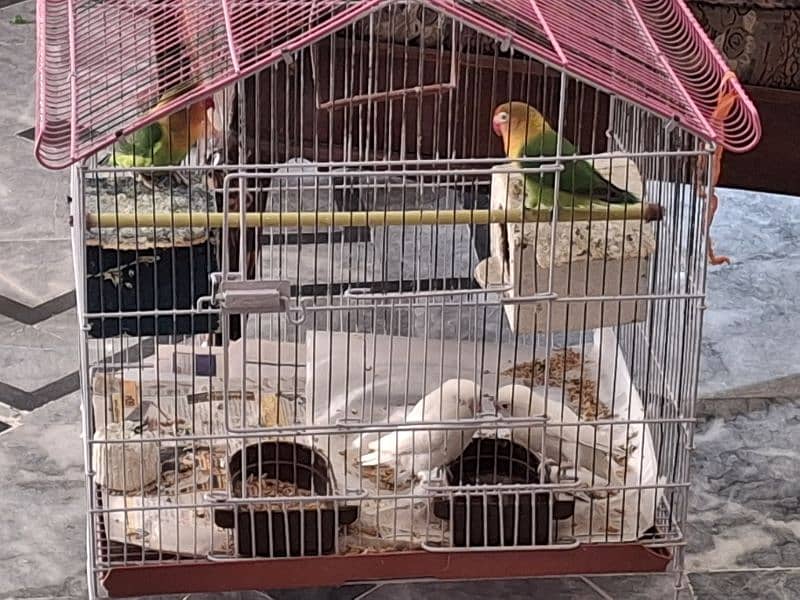 2 Pairs of Love Birds for Sale 2