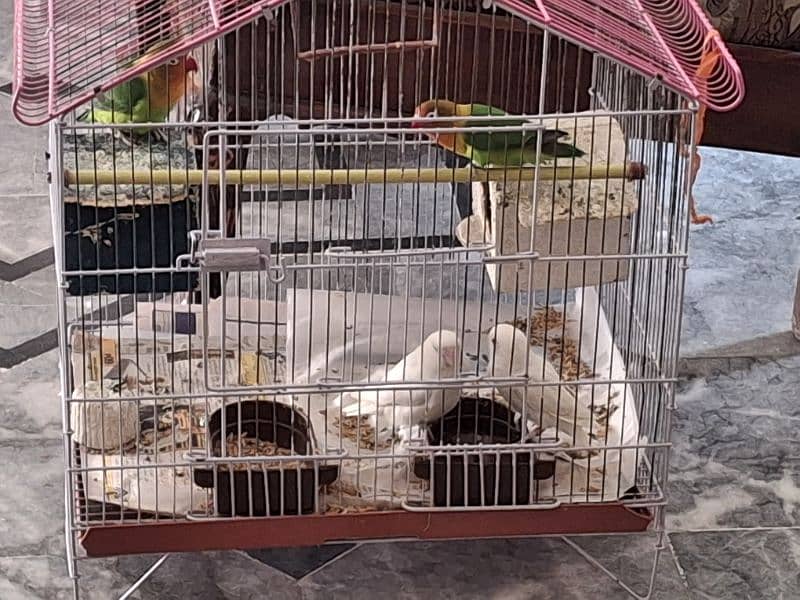 2 Pairs of Love Birds for Sale 3