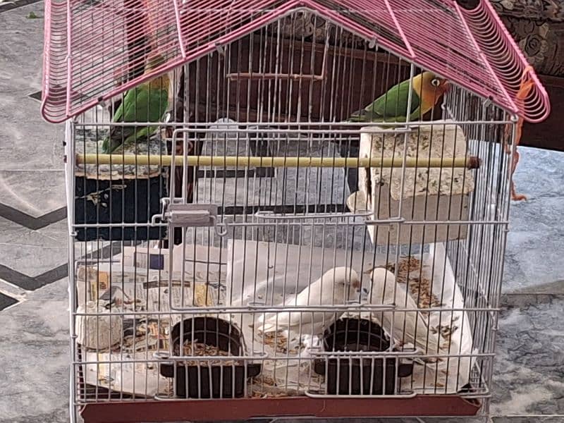 2 Pairs of Love Birds for Sale 4