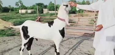 Rajanpuri Bakra Urgent For Sale WhatsApp 0348,8962,669