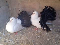 Fantail/Lakka Pigeon