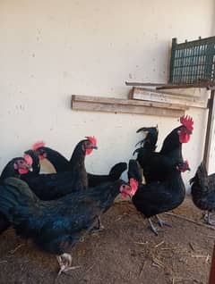 Astorlop hen and Fartail eggs for sale