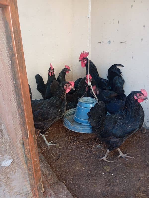 Astorlop hen and Fartail eggs for sale 1