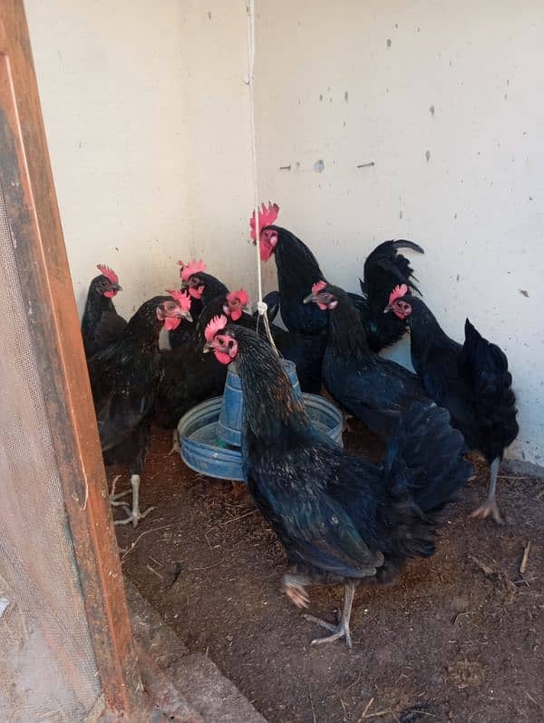 Astorlop hen and Fartail eggs for sale 2