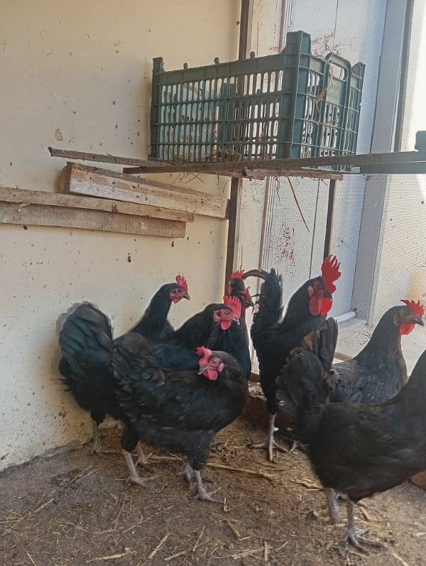 Astorlop hen and Fartail eggs for sale 4