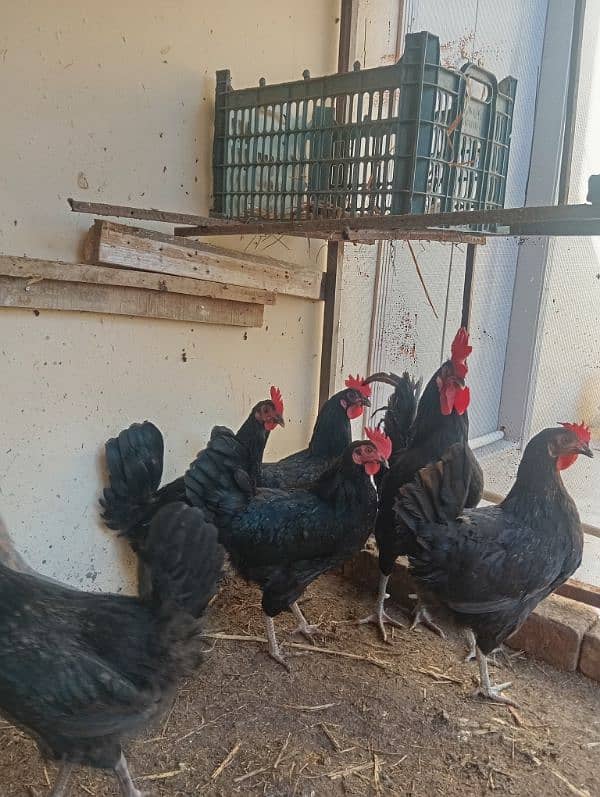 Astorlop hen and Fartail eggs for sale 5