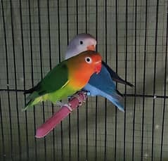 mix colour love birds pathay for sale