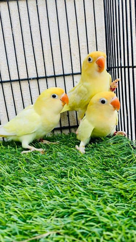 mix colour love birds pathay for sale 1