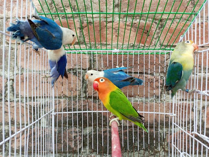 mix colour love birds pathay for sale 2