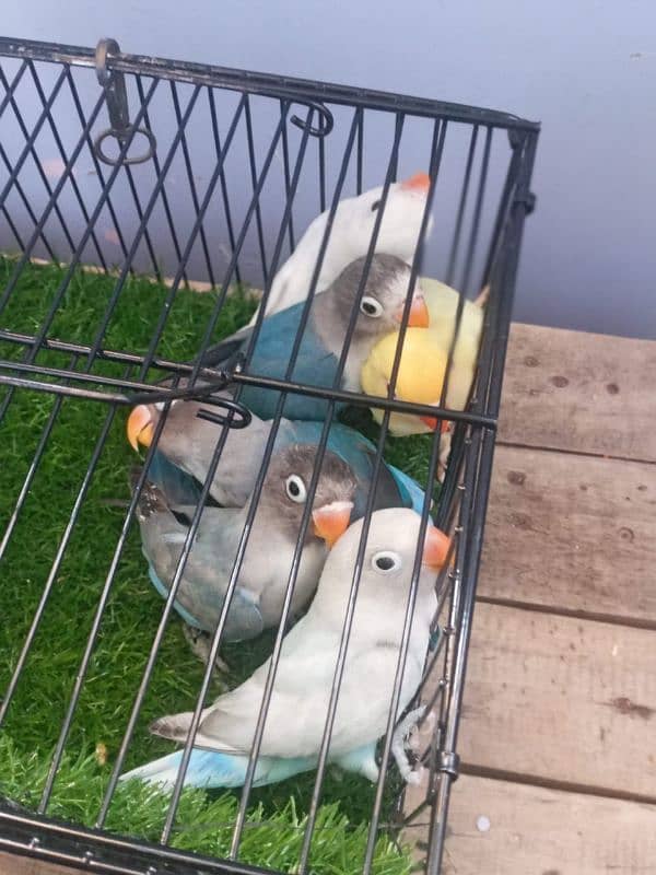 mix colour love birds pathay for sale 3