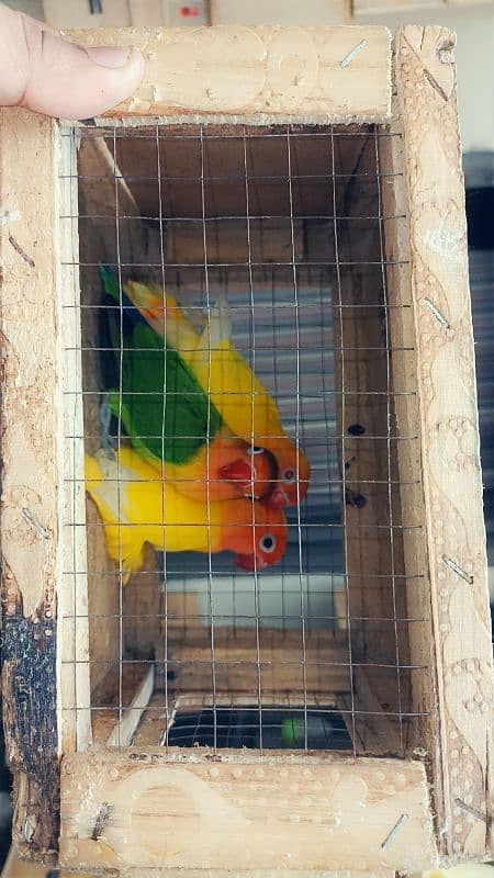 mix colour love birds pathay for sale 4