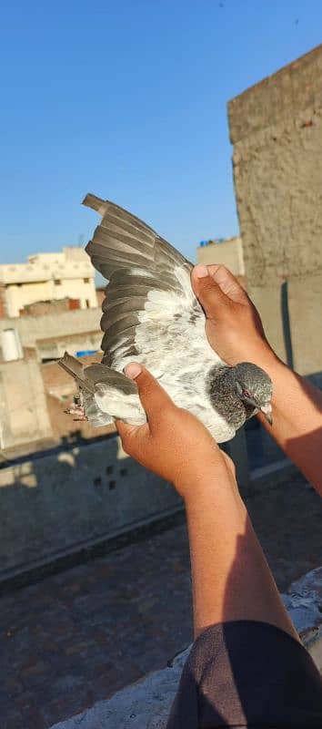 Rampuri nar golden madil breeder pair sath 1 bacha 7